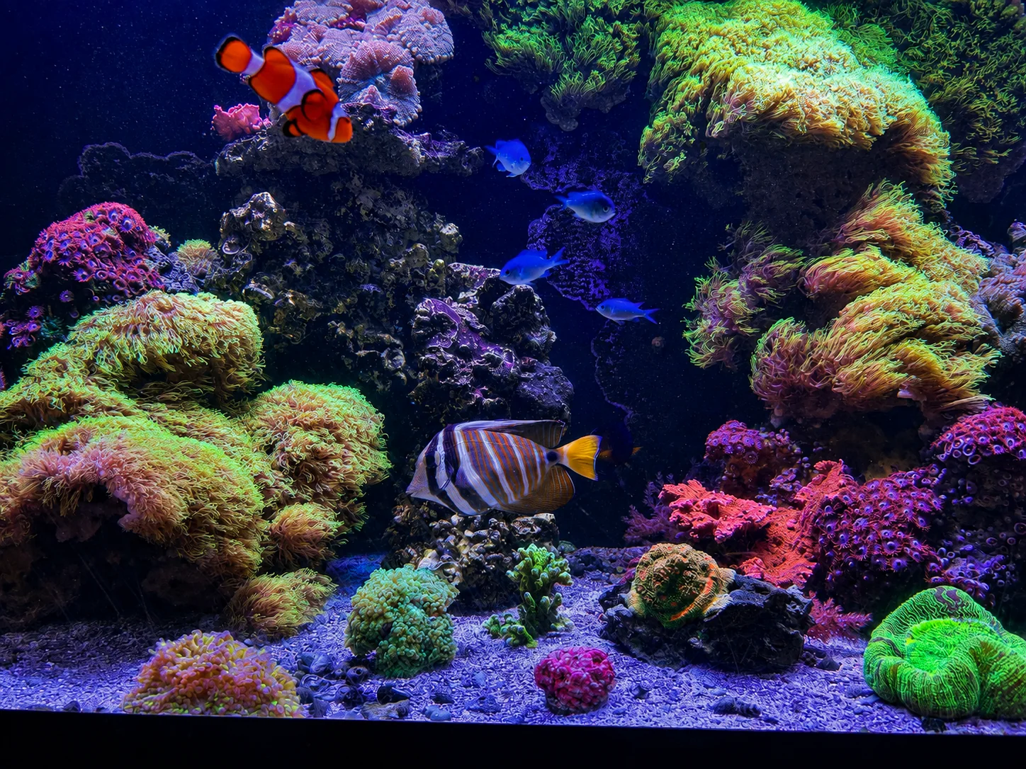A mature mixed reef maintained by Reef Haven: tang, clownfish, chromis and dense coral colonies