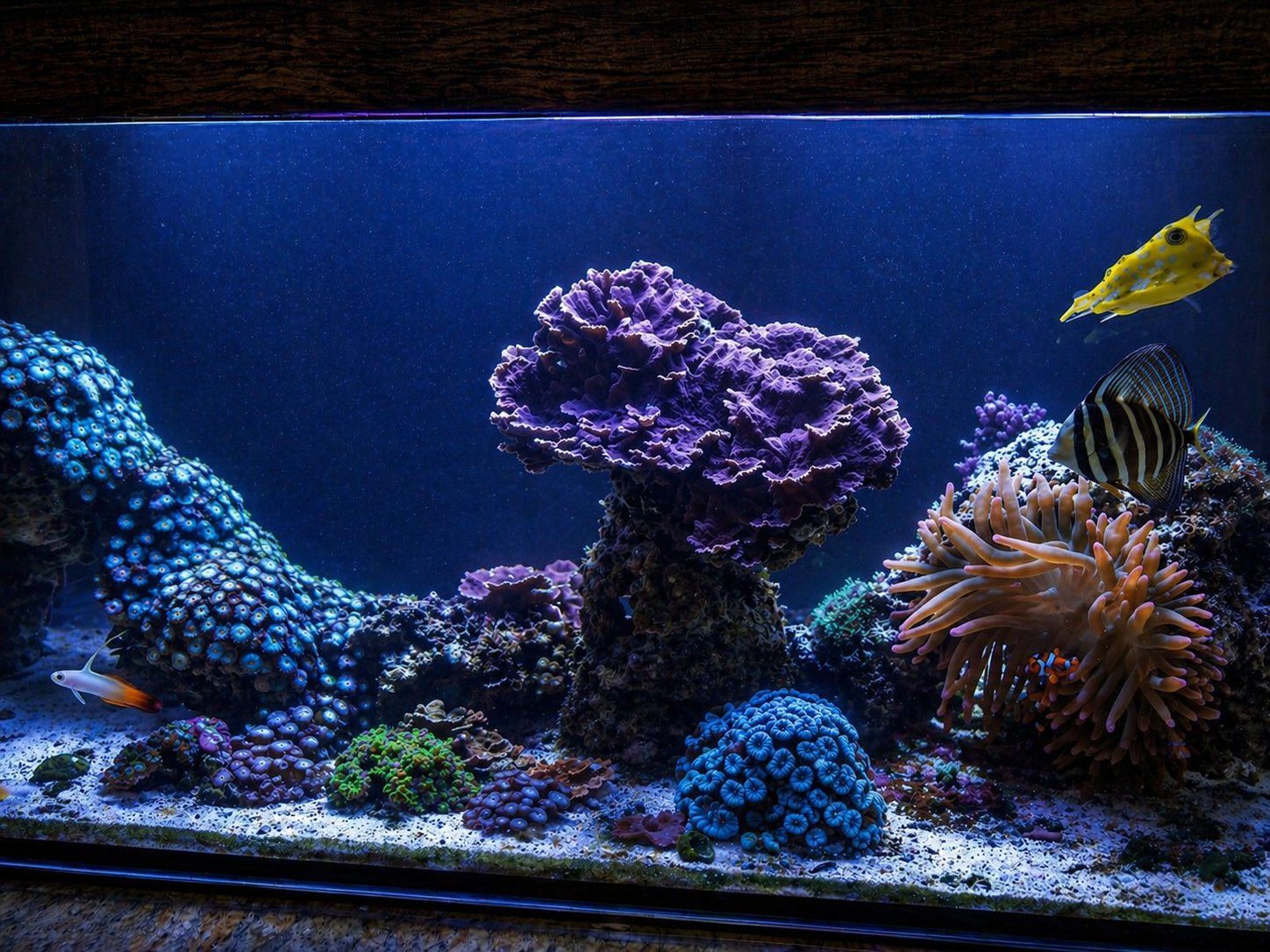 A reef with a montipora plate, zoanthid-covered rock and a large anemone