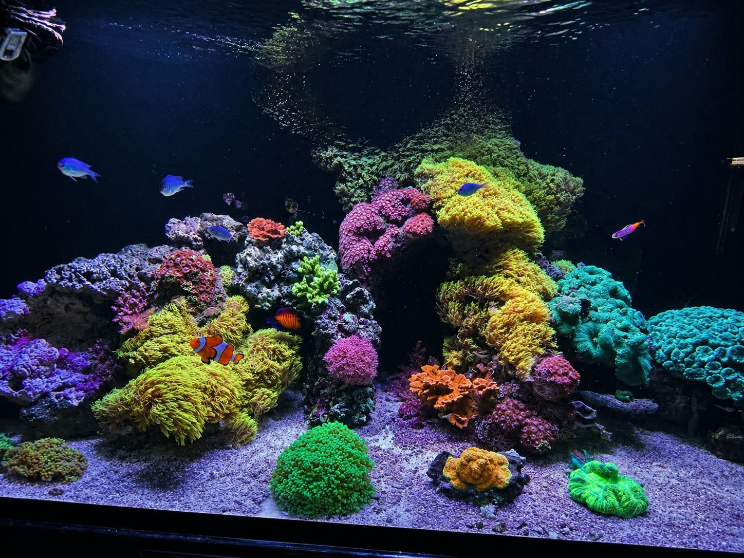 A dense mixed reef of zoanthids, torch and hammer coral with a clownfish and chromis