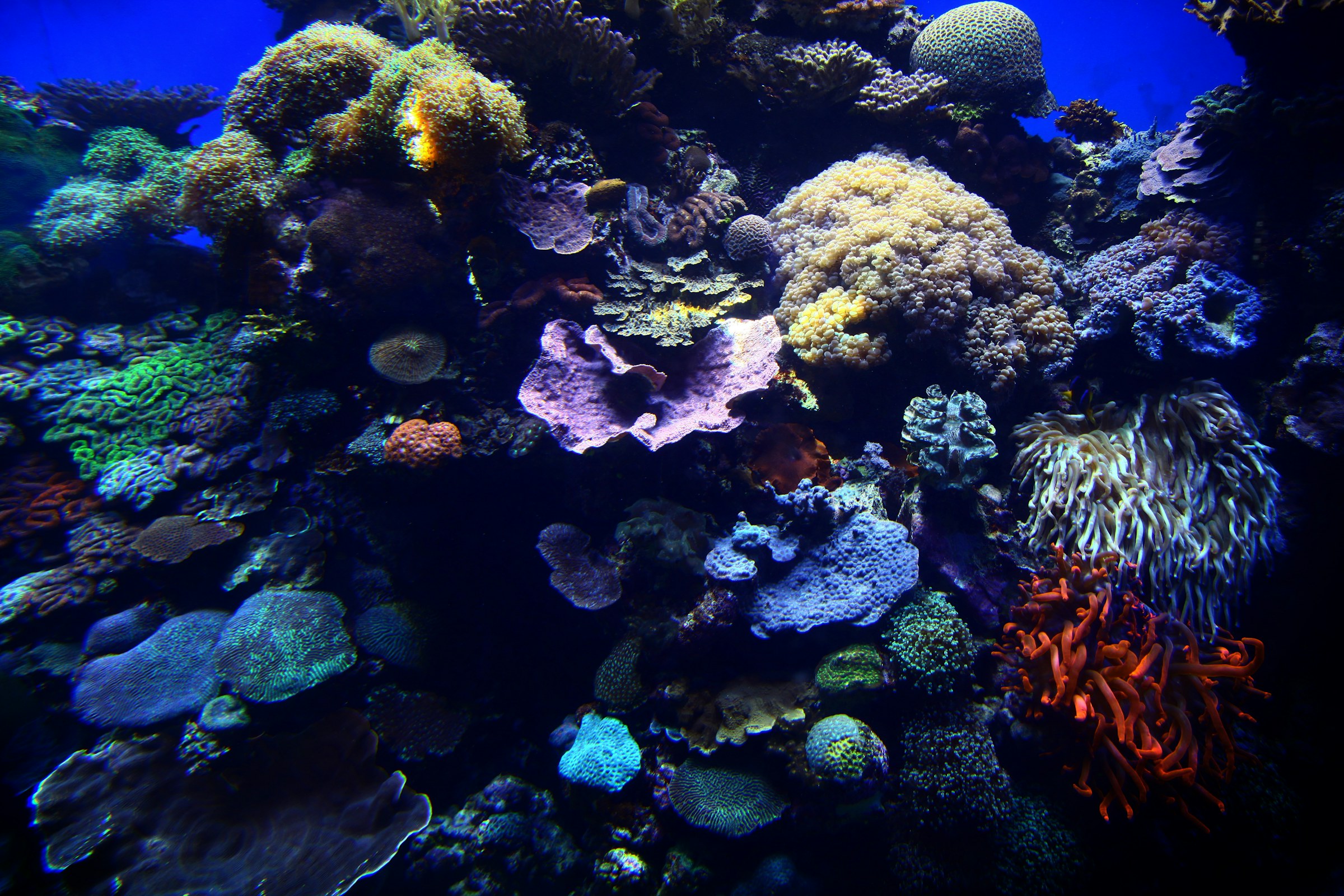 A thriving saltwater reef aquarium with colorful coral under blue lighting