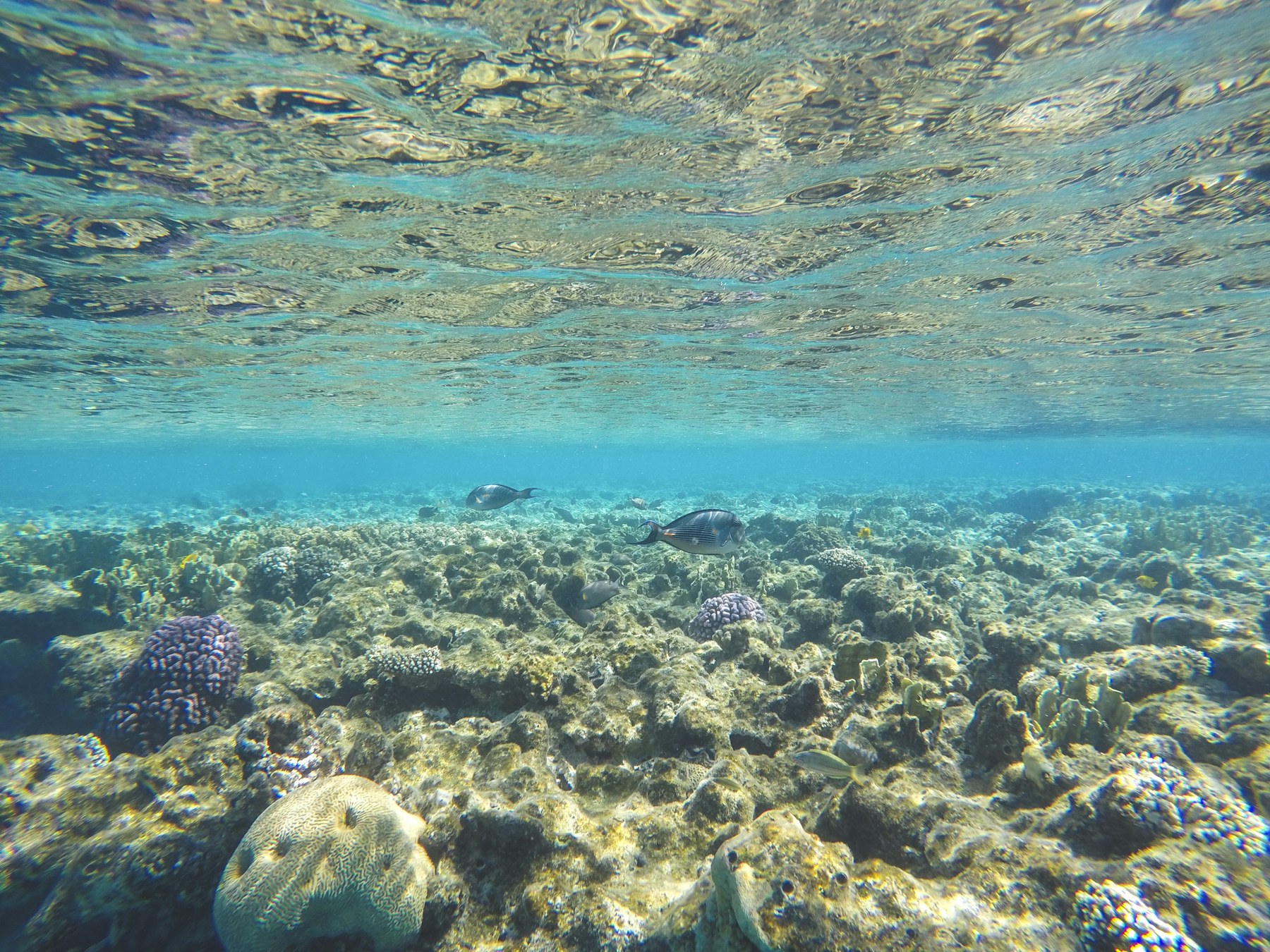 Clear saltwater aquarium surface with fish below