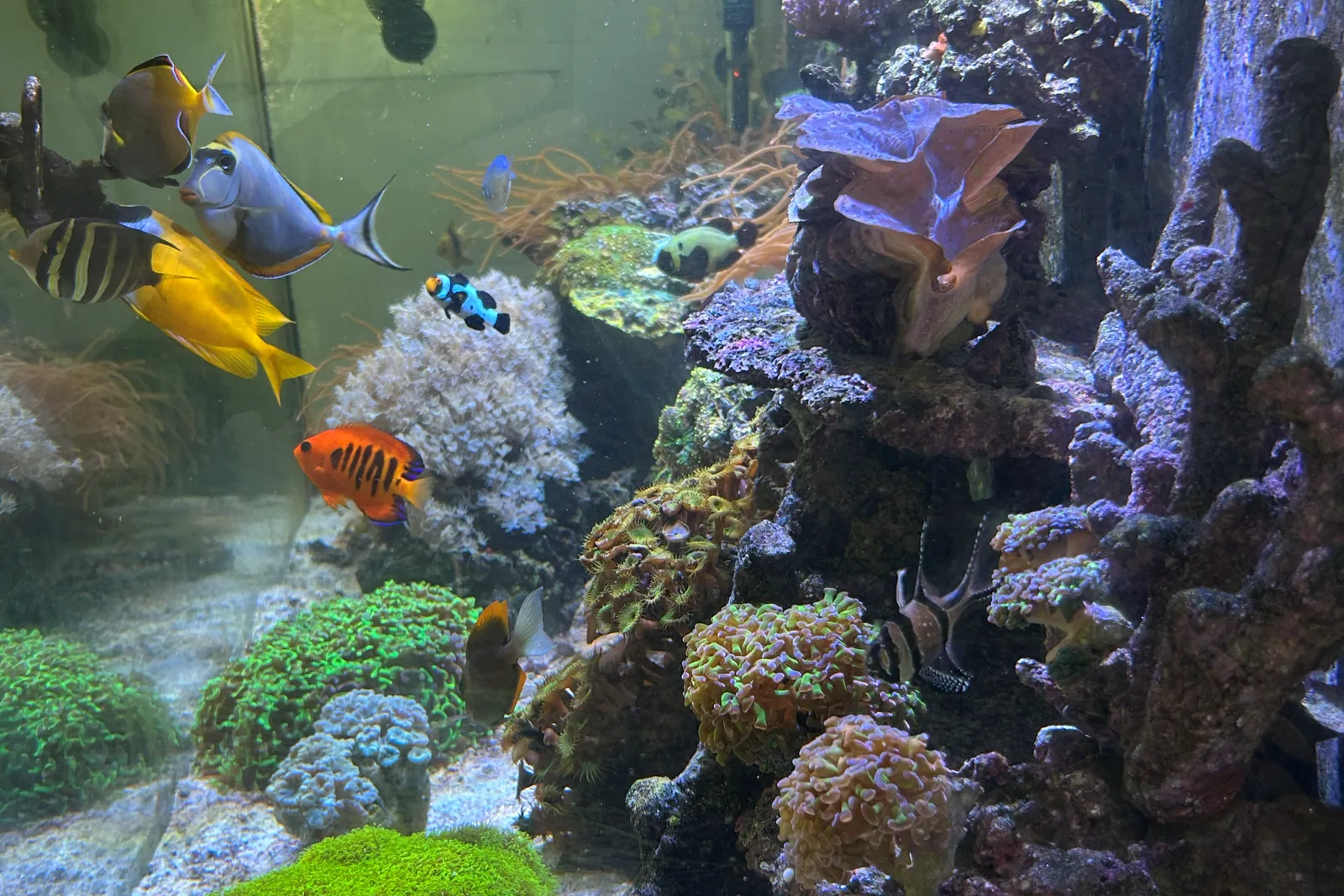 A large mixed reef maintained by Reef Haven — naso and yellow tangs, a flame angelfish, a derasa clam and euphyllia colonies